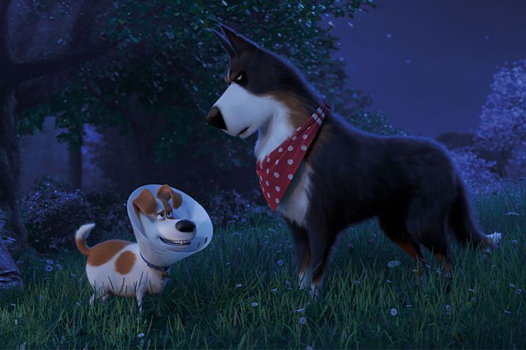 ویدیو جدید انیمیشن The Secret Life of Pets 2 با محوریت ملاقات مکس با روستر